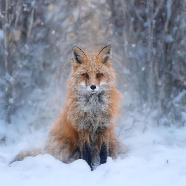 Qwen-Image-2.1 generated by the zml-flow-rs AOT binary — a red fox sitting in a snowy forest at dawn